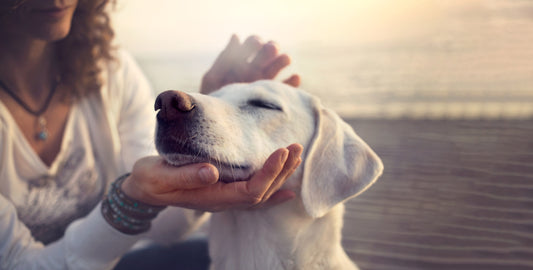 Die Bedeutung der Sozialisation für Deinen Hund